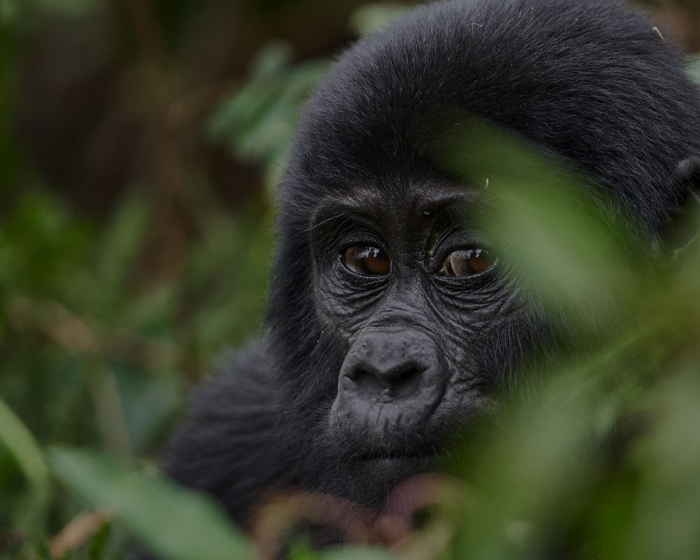 3 day Gorilla trekking safari Bwindi |