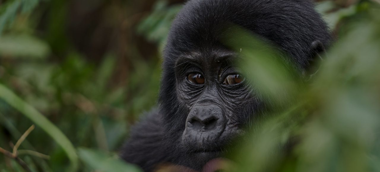 3 day Gorilla trekking safari Bwindi |