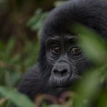 3 day Gorilla trekking safari Bwindi |