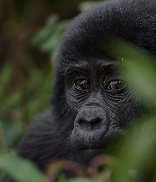 3 day Gorilla trekking safari Bwindi |