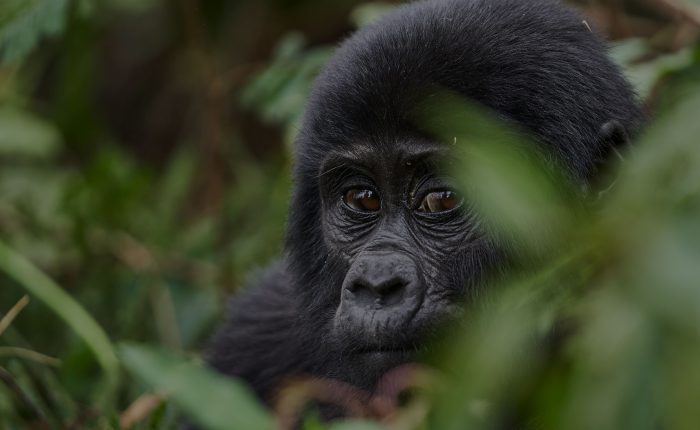 3 day Gorilla trekking safari Bwindi |
