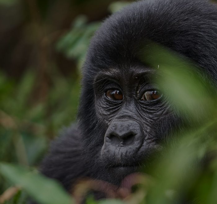 3 day Gorilla trekking safari Bwindi |