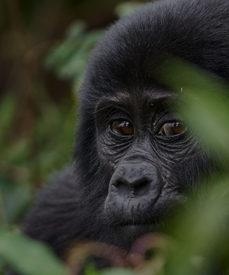 3 day Gorilla trekking safari Bwindi |
