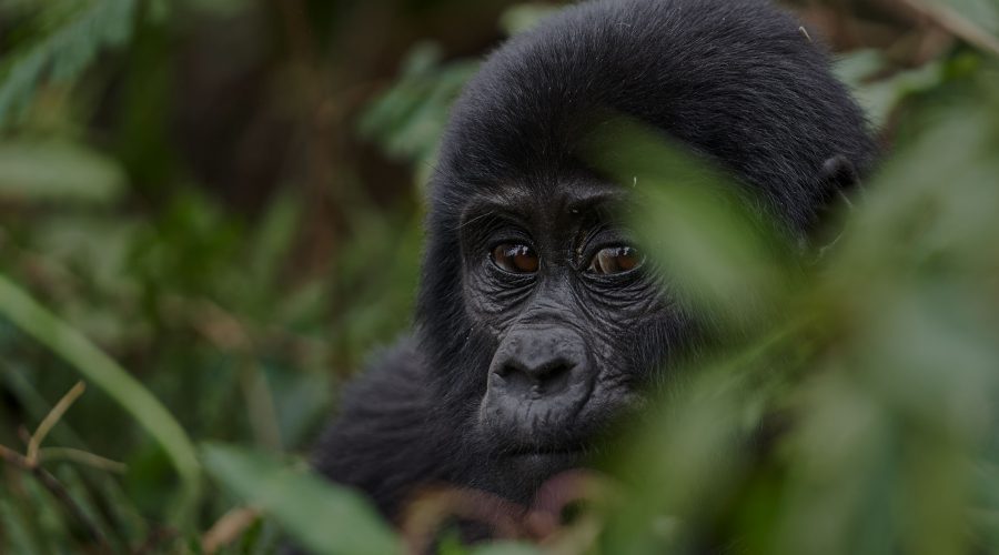 3 day Gorilla trekking safari Bwindi |