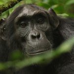 Kibale National Park | 8 Day ultimate Safari