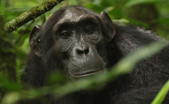 Kibale National Park | 8 Day ultimate Safari