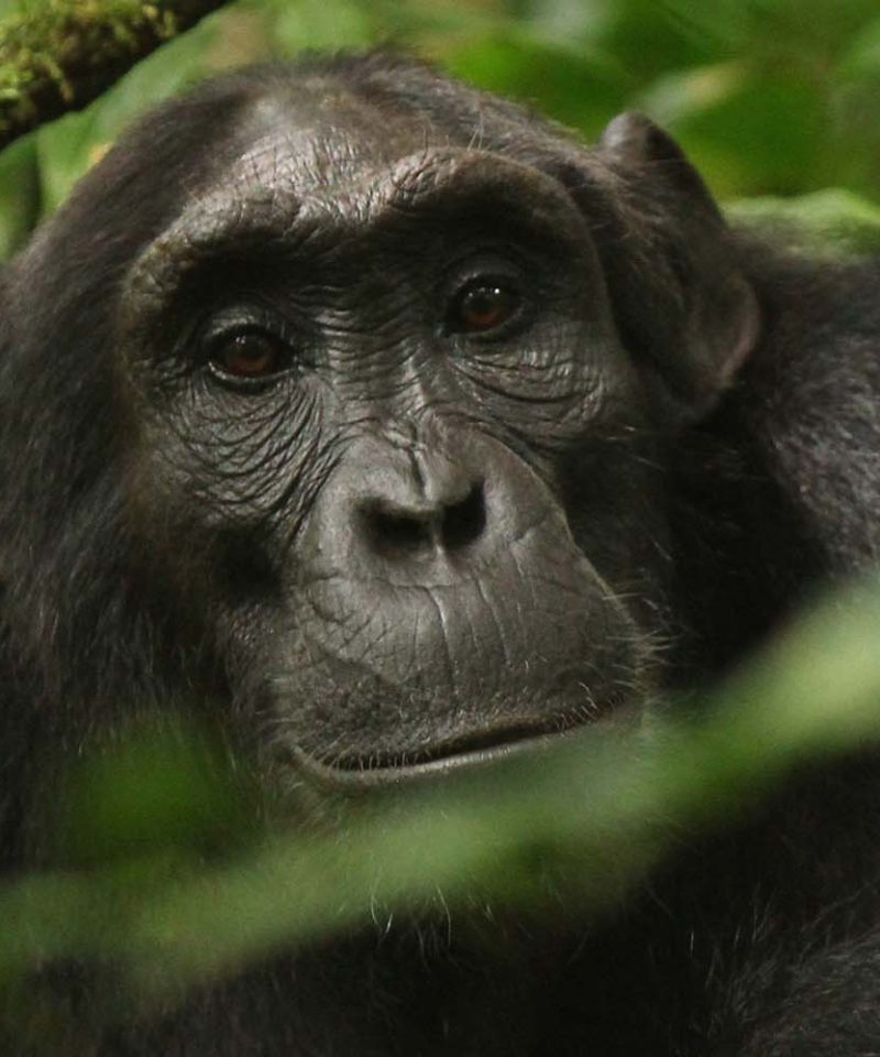 Kibale National Park | 8 Day ultimate Safari