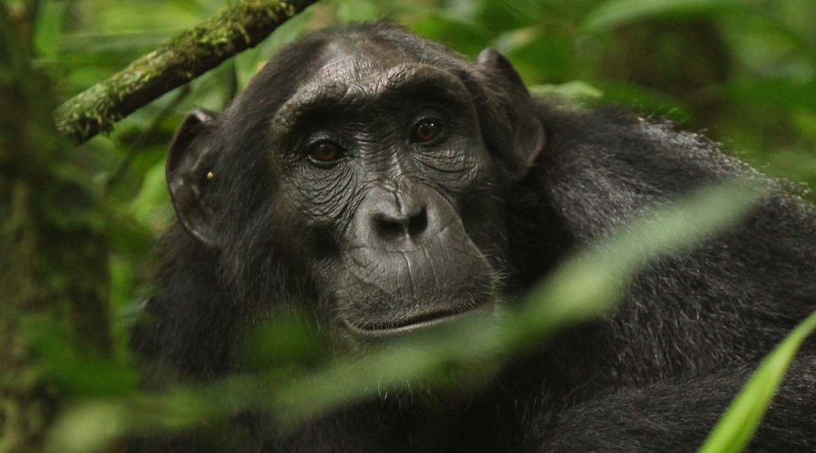 Kibale National Park | 8 Day ultimate Safari