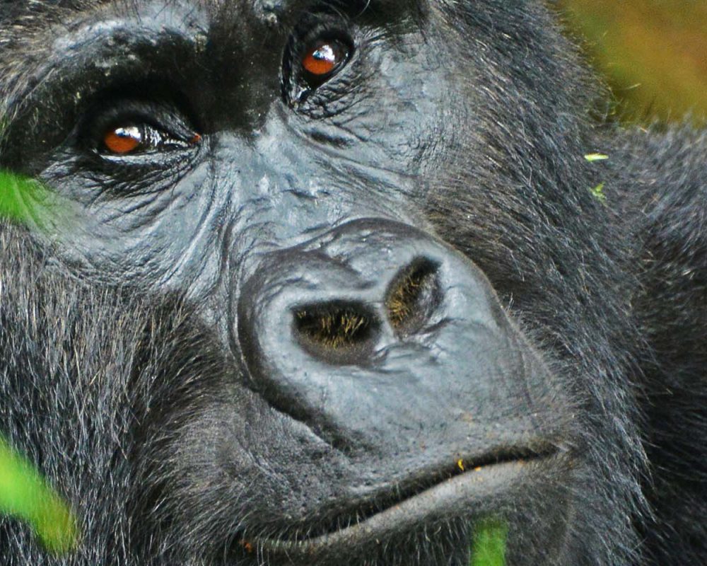 Gorilla tracking | Gorilla Trekking | Uganda | 5 days Uganda Primates and Wildlife safari | Bwindi Impenetrable National Park
