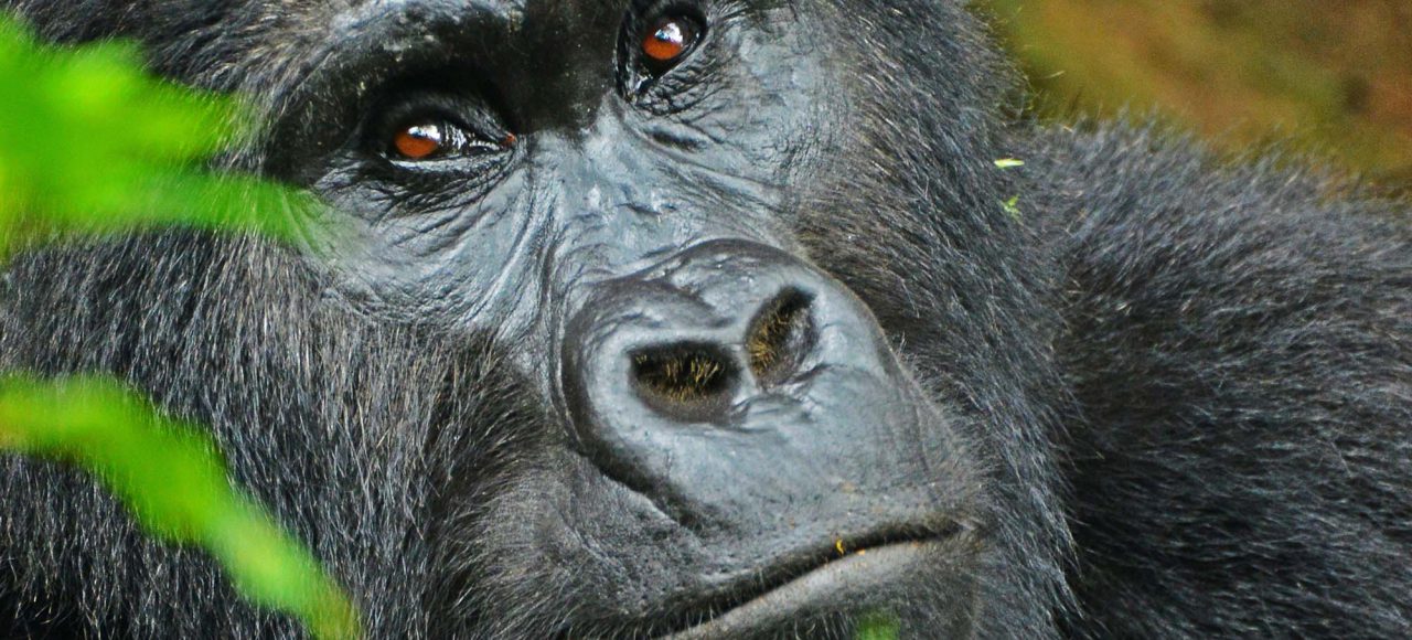 Gorilla tracking | Gorilla Trekking | Uganda | 5 days Uganda Primates and Wildlife safari | Bwindi Impenetrable National Park