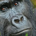 Gorilla tracking | Gorilla Trekking | Uganda | 5 days Uganda Primates and Wildlife safari | Bwindi Impenetrable National Park