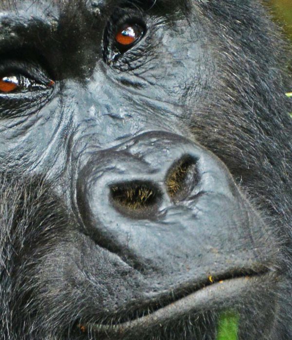 Gorilla tracking | Gorilla Trekking | Uganda | 5 days Uganda Primates and Wildlife safari | Bwindi Impenetrable National Park