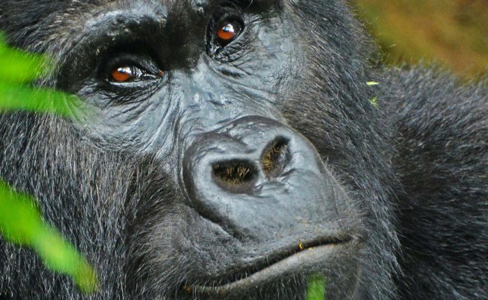 Gorilla tracking | Gorilla Trekking | Uganda | 5 days Uganda Primates and Wildlife safari | Bwindi Impenetrable National Park