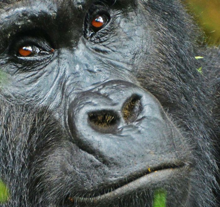 Gorilla tracking | Gorilla Trekking | Uganda | 5 days Uganda Primates and Wildlife safari | Bwindi Impenetrable National Park
