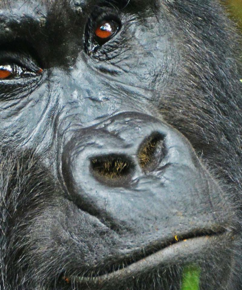 Gorilla tracking | Gorilla Trekking | Uganda | 5 days Uganda Primates and Wildlife safari | Bwindi Impenetrable National Park