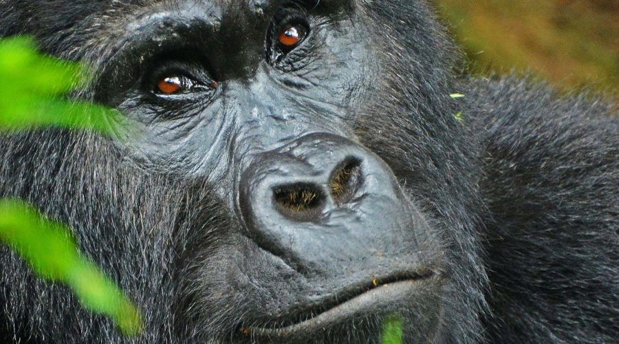 Gorilla tracking | Gorilla Trekking | Uganda | 5 days Uganda Primates and Wildlife safari | Bwindi Impenetrable National Park