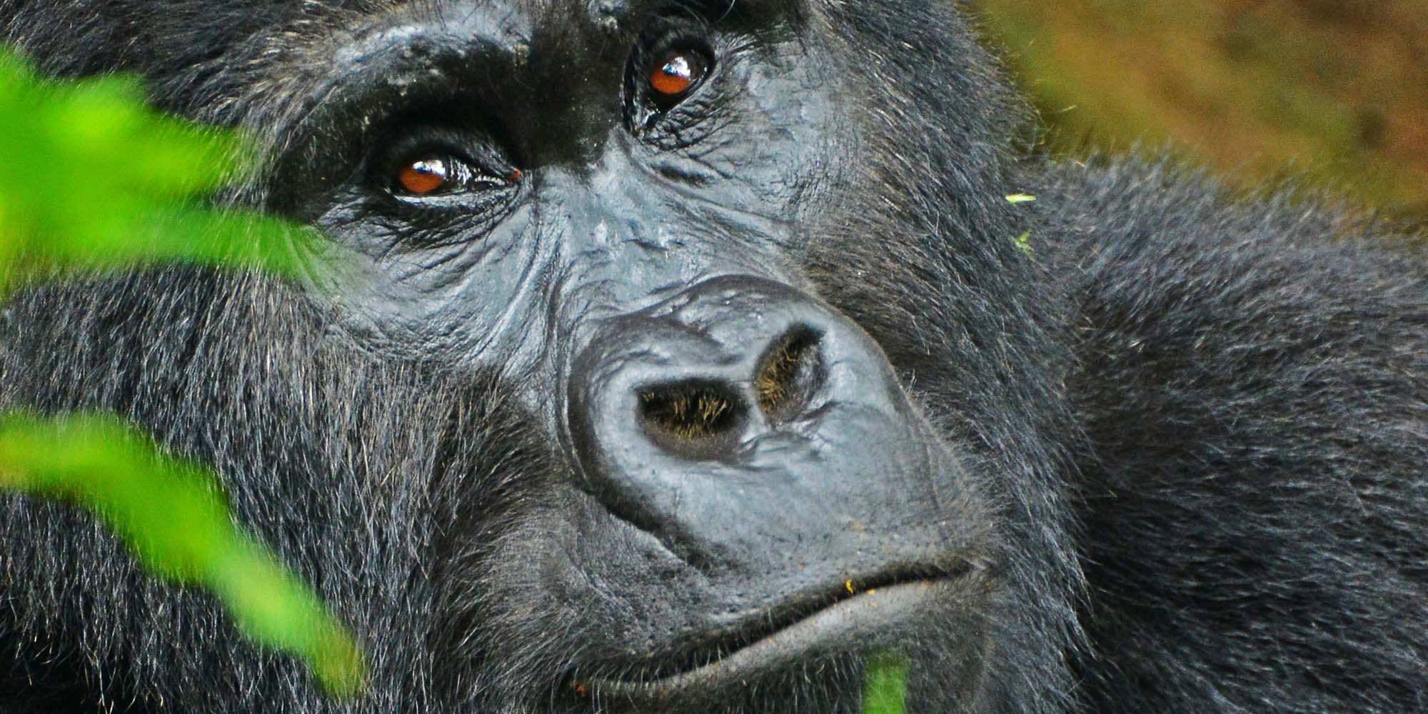 Gorilla tracking | Gorilla Trekking | Uganda | 5 days Uganda Primates and Wildlife safari | Bwindi Impenetrable National Park