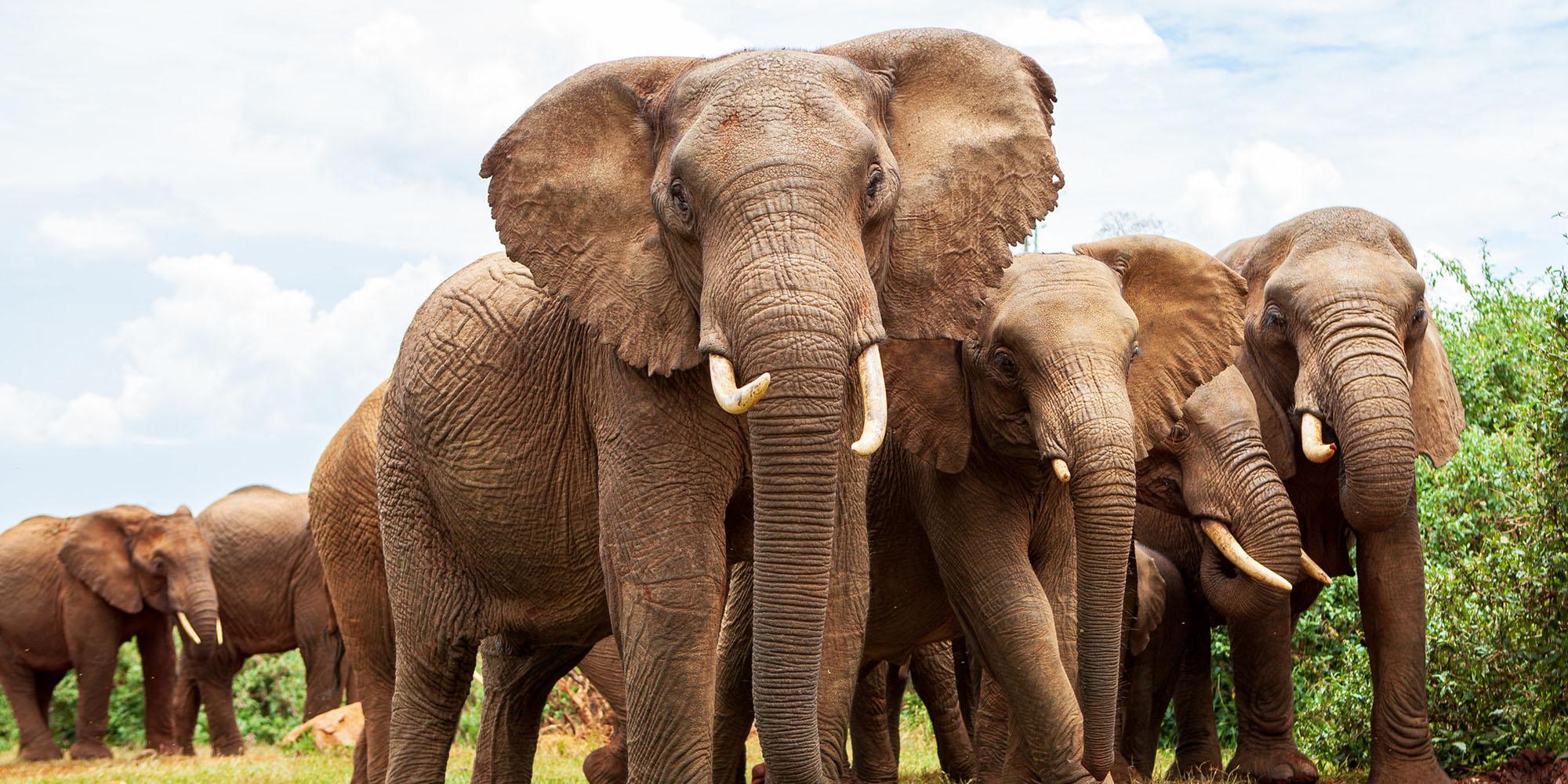Elephants | Aberdare National Park | Kenya