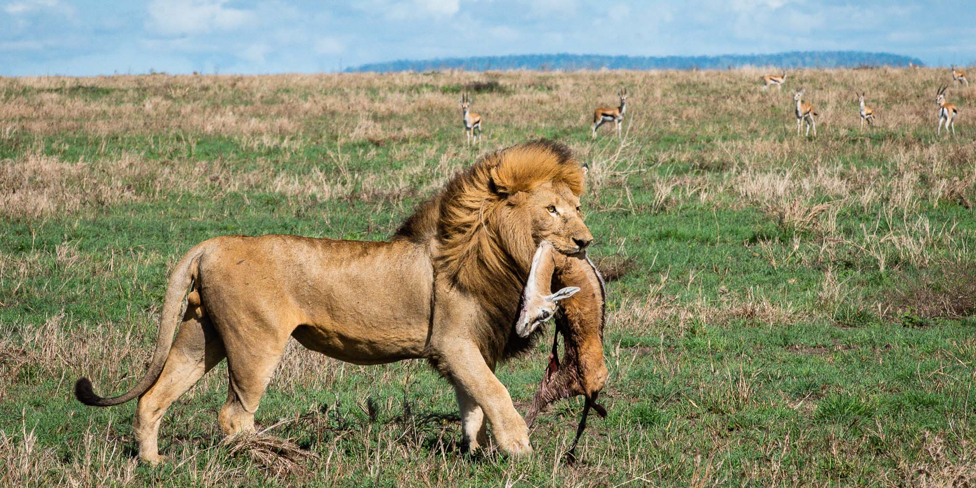 Serengeti National Park | Tanzania | Olmara Camp