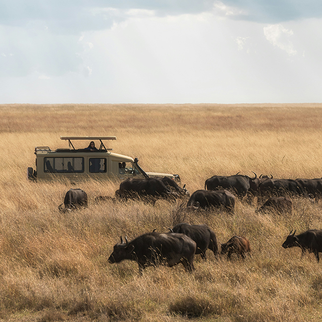 Pristine Tours | Game Drive | Serengeti National Park | Tanzania