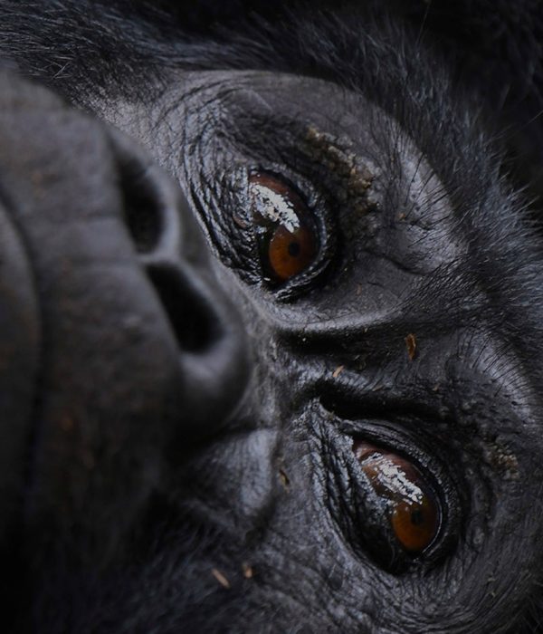 Volcanoes National Park | Mountain Gorilla trekking | Rwanda | 3 Day Gorilla fly-in Safari