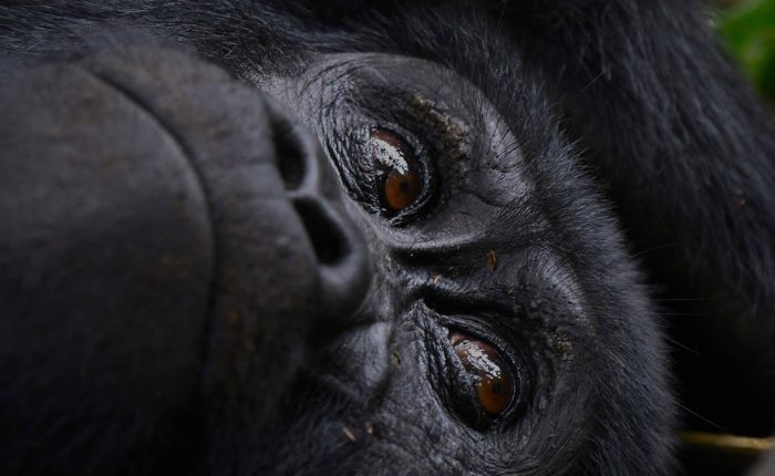 Volcanoes National Park | Mountain Gorilla trekking | Rwanda | 3 Day Gorilla fly-in Safari