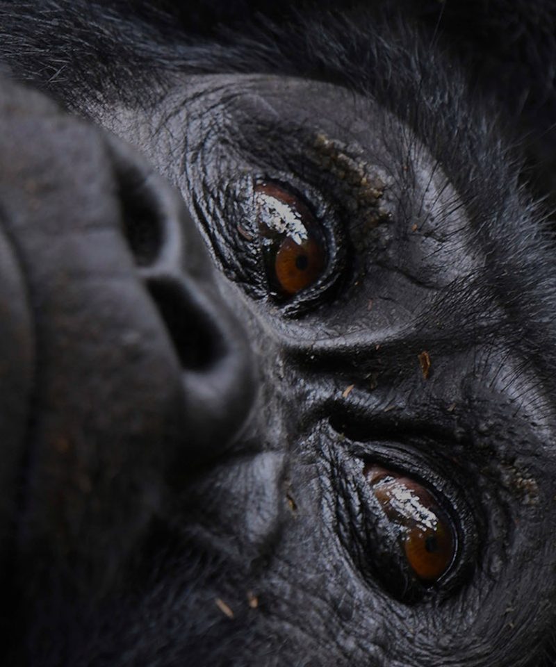 Volcanoes National Park | Mountain Gorilla trekking | Rwanda | 3 Day Gorilla fly-in Safari