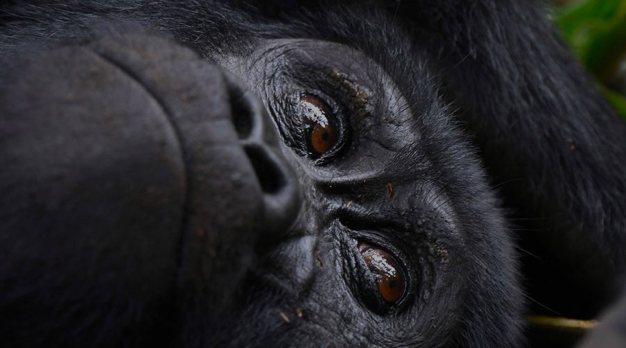 Volcanoes National Park | Mountain Gorilla trekking | Rwanda | 3 Day Gorilla fly-in Safari