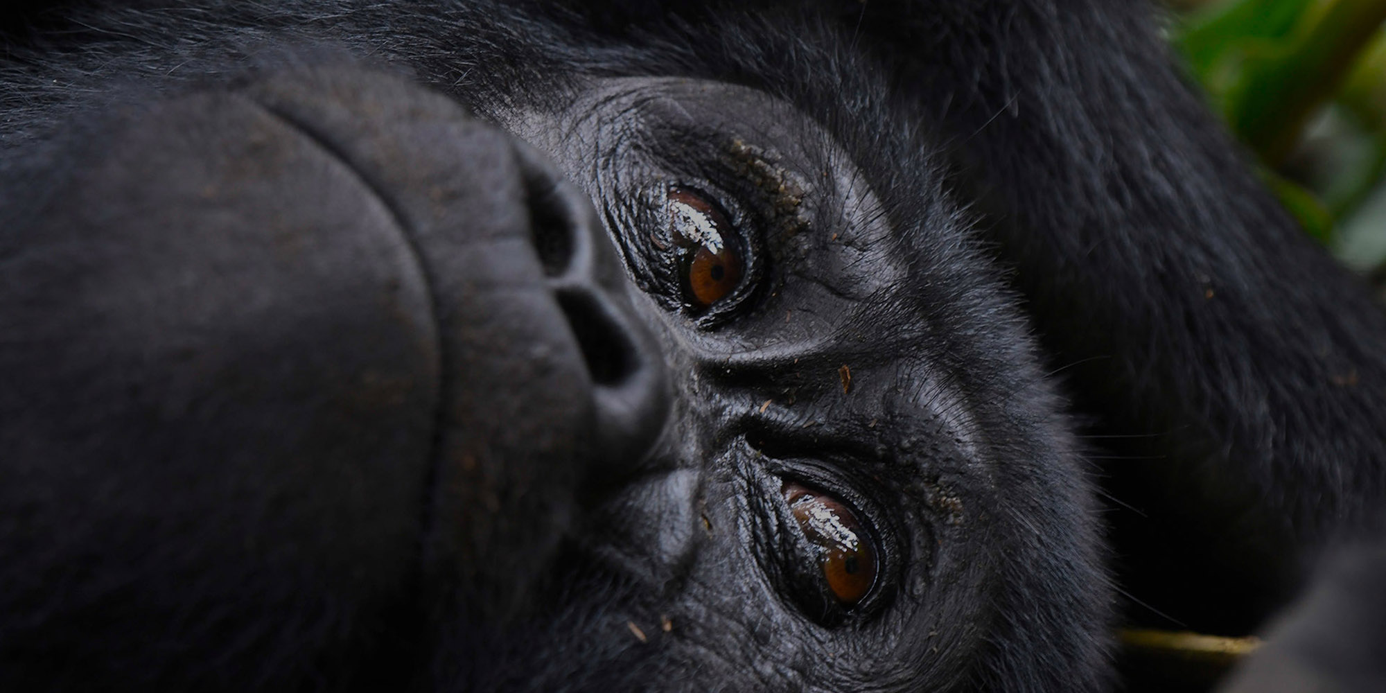 Volcanoes National Park | Mountain Gorilla trekking