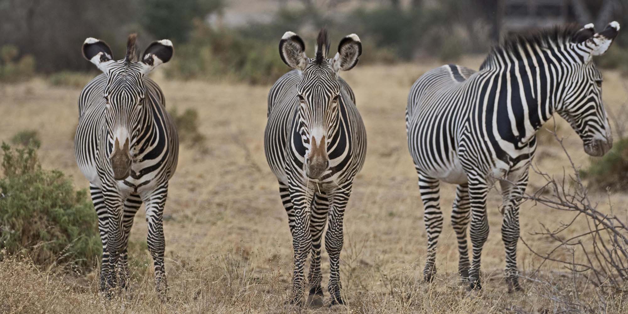 Samburu National Reserve