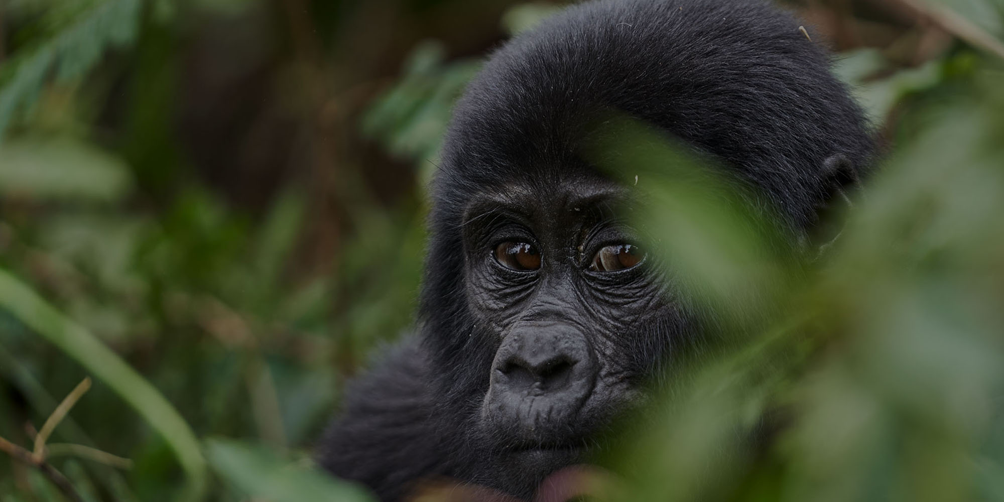 Bwindi impenetrable National Park | Mountain Gorilla