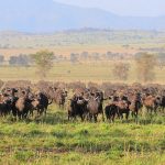 Kidepo Valley National Park | Game drive | 14 Day Uganda Safari