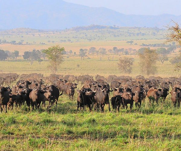 Kidepo Valley National Park | Game drive | 14 Day Uganda Safari