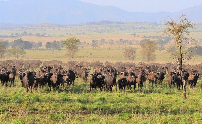 Kidepo Valley National Park | Game drive | 14 Day Uganda Safari