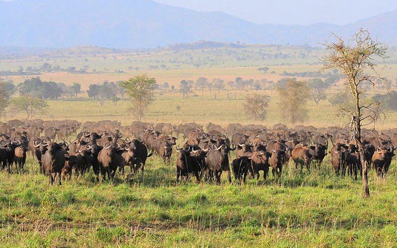 Kidepo Valley National Park | Game drive | 14 Day Uganda Safari