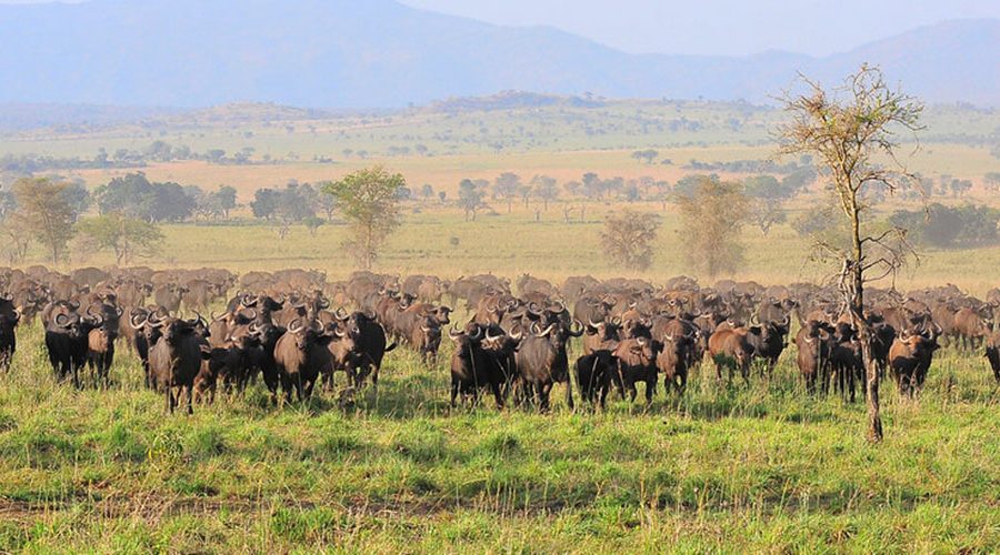 Kidepo Valley National Park | Game drive | 14 Day Uganda Safari