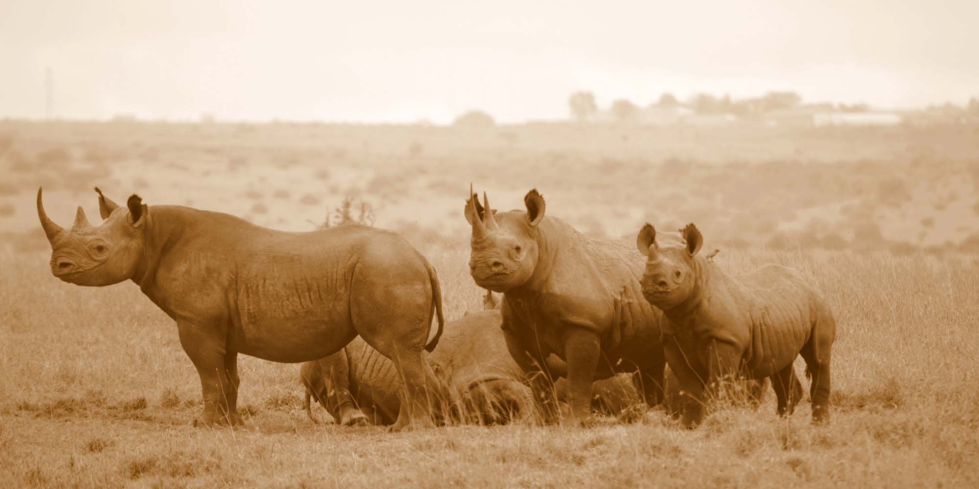 Rhinos in Nairobi National Park |